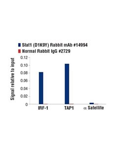Cell Signaling Stat1 (D1k9y) Rabbit mAb