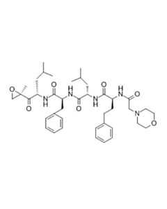 Cell Signaling Carfilzomib