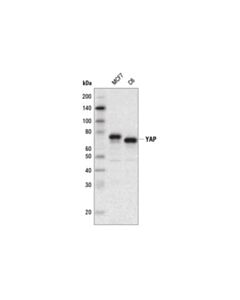 Cell Signaling Yap (D8h1x) Xp  Rabbit mAb (Hrp Conjugate)