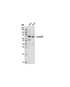 Cell Signaling Lamin B1 (D9v6h) Rabbit mAb (Hrp Conjugate)