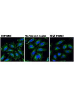Cell Signaling Hrs (D7t5n) Rabbit mAb