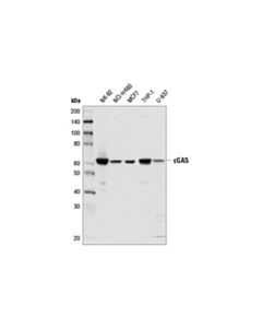 Cell Signaling Cgas (D1d3g) Rabbit mAb
