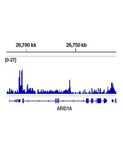 Cell Signaling Aiolos (D1C1E) Rabbit mAb