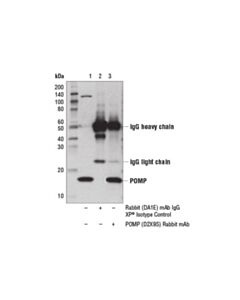 Cell Signaling Pomp (D2x9s) Rabbit mAb