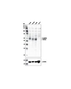 Cell Signaling Slamf6/Cd352 Antibody