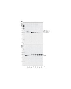 Cell Signaling Ikappabalpha (L35a5) Mouse mAb (Amino-Terminal Antigen) (Bsa And Azide Free)