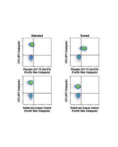 Cell Signaling Phospho-Slp-76 (Ser376) (E3g9u) Rabbit mAb (Pacific Blue™ Conjugate)