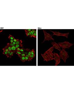 Cell Signaling Sv40 Large T Antigen (D1e9e) Rabbit mAb