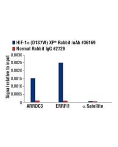 Cell Signaling Hypoxia Pathway Antibody Sampler Kit