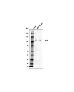 Cell Signaling Brd2 (D89b4) Rabbit mAb (Biotinylated)