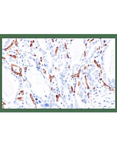 Cell Signaling CD34 (QBEND/10) Mouse mAb; 20 µl