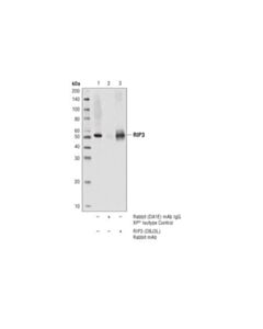 Cell Signaling Rip3 (D8j3l) Rabbit mAb