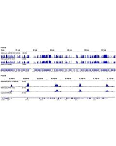 Cell Signaling Digitonin Solution