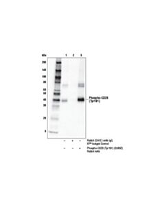 Cell Signaling Phospho-Cd28 (Tyr191) (E5b9z) Rabbit mAb