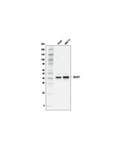 Cell Signaling Bcat1 (D4v2t) Rabbit mAb