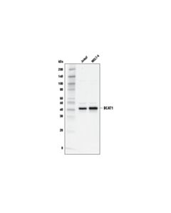 Cell Signaling BCAT1 (D4V2T) Rabbit mAb 20 uL