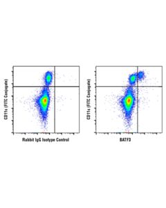 Cell Signaling Batf3 (E3k5h) Rabbit mAb