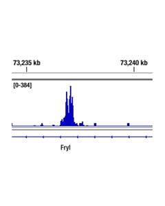 Cell Signaling Tcf1/Tcf7 (E6o1k) Rabbit mAb