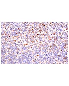 Cell Signaling Bcl-3 (E4d4k) Rabbit mAb