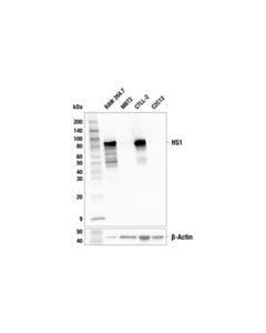 Cell Signaling HS1 (E6G7M) Mouse mAb 20 uL