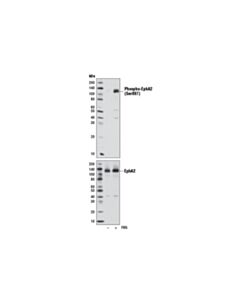 Cell Signaling Phospho-Epha2 (Ser897) (D9a1) Rabbit mAb (BSA And Azide Free)