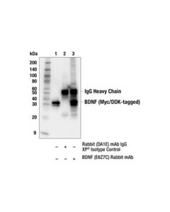 Cell Signaling Bdnf (E6z7c) Rabbit mAb
