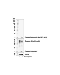 Cell Signaling Cleaved Caspase-8 (Asp387) (P10 Subunit) (E8k5s) Rabbit mAb