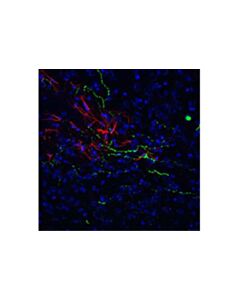 Cell Signaling Orexin (D6g9t) Rabbit mAb