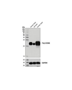 Cell Signaling Thy1/Cd90 (D3v8a) Rabbit mAb (BSA And Azide Free)