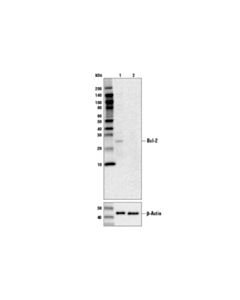 Cell Signaling Pro-Survival Bcl-2 Family Antibody Sampler Kit Ii