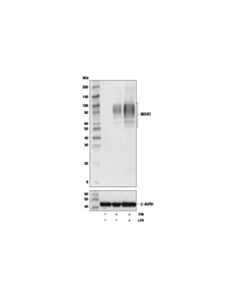 Cell Signaling Msr1 (D8k4e) Rabbit mAb