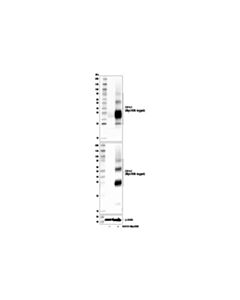 Cell Signaling Cd151 Antibody