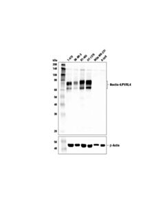 Cell Signaling Nectin-4/Pvrl4 Antibody