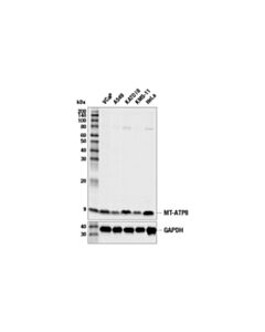 Cell Signaling Mt-Atp8 Antibody