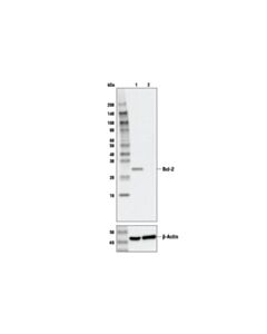 Cell Signaling Bcl-2 (124) Mouse mAb (BSA And Azide Free)