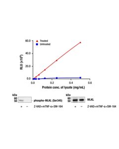 Cell Signaling PathScan Phospho-MLKL (Ser345) Chemiluminescent Sandwich ELISA Kit 1 Kit