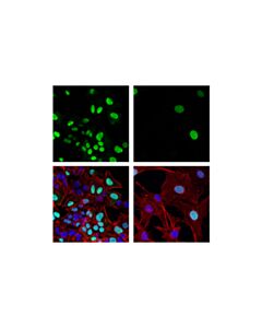 Cell Signaling Cell Cycle Phase Determination Antibody Sampler Kit