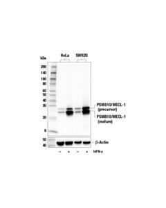 Cell Signaling Psmb10/MeCl-1 (E6r7o) Rabbit mAb