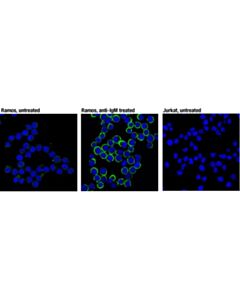 Cell Signaling Phospho-Cd79a (Tyr182) (D1b9) Rabbit mAb (BSA And Azide Free)