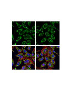 Cell Signaling G3bp1 Antibody