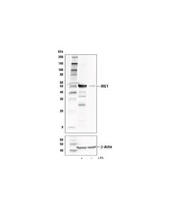 Cell Signaling Irg1 Antibody