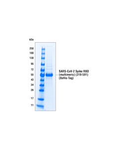 Cell Signaling Sars-Cov-2 Spike Rbd (Multimeric) (319-591) Recombinant Protein (8xhis-Tag)