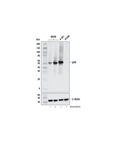 Cell Signaling P53 (Do-1) Mouse mAb
