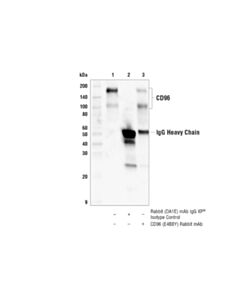 Cell Signaling Cd96 (E4b8y) Rabbit mAb