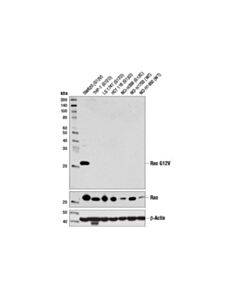 Cell Signaling Mutant Ras Antibody Sampler Kit