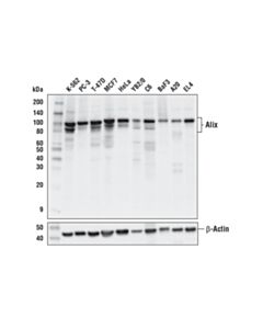 Cell Signaling Alix (E4t7u) Rabbit mAb