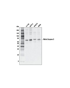 Cell Signaling Malic Enzyme 3 (E8a3v) Rabbit mAb