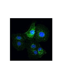 Cell Signaling Flotillin-1 (D2v7j) Xp Rabbit mAb