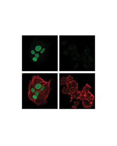 Cell Signaling Atf-3 (E9j4n) Rabbit mAb