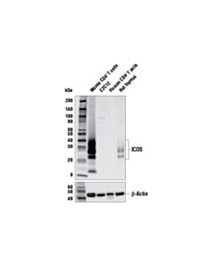 Cell Signaling Icos (E5f7e) Rabbit mAb (BSA And Azide Free)